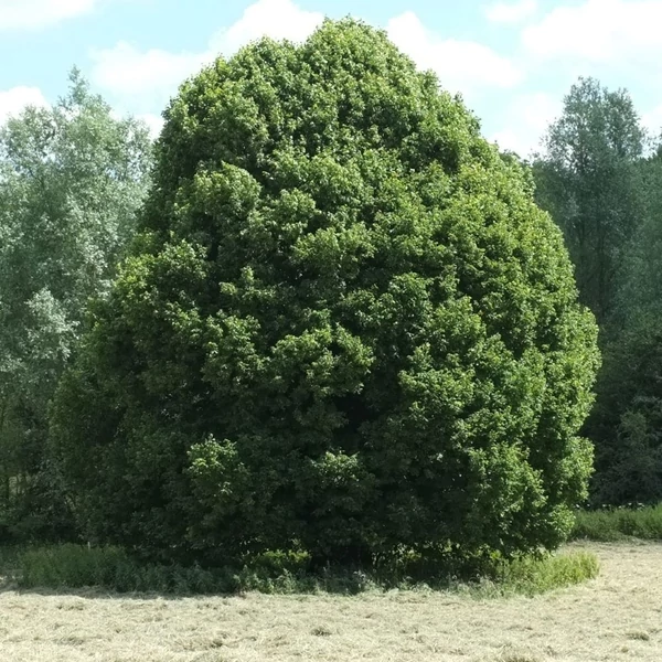 Tilia platyphyllos - Nagylevelű hárs