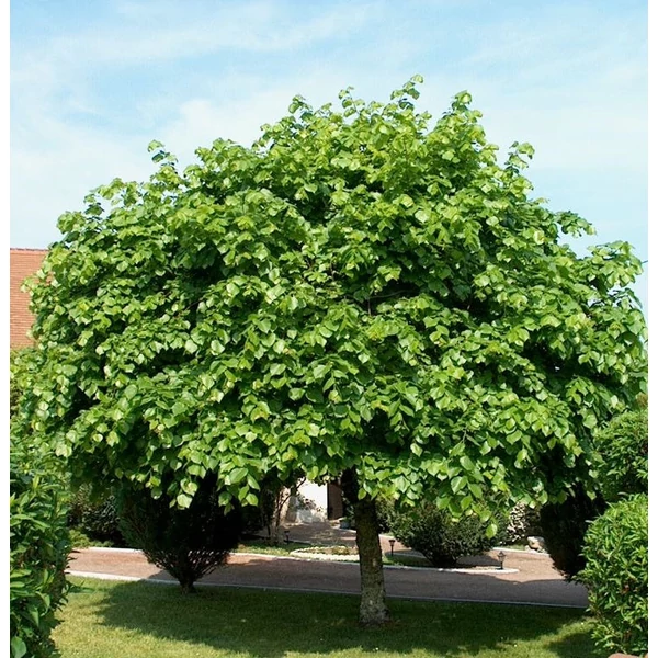Tilia platyphyllos - Nagylevelű hárs