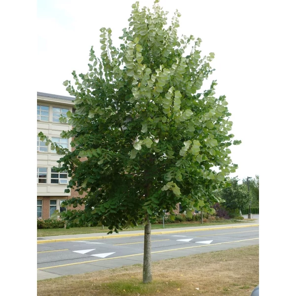 Tilia tomentosa, Tilia argentea - Ezüst hárs