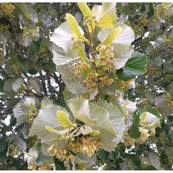 Tilia tomentosa, Tilia argentea - Ezüst hárs