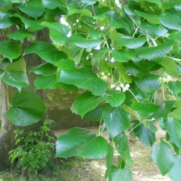 Tilia tomentosa, Tilia argentea - Ezüst hárs
