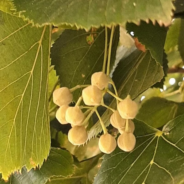 Tilia tomentosa, Tilia argentea - Ezüst hárs