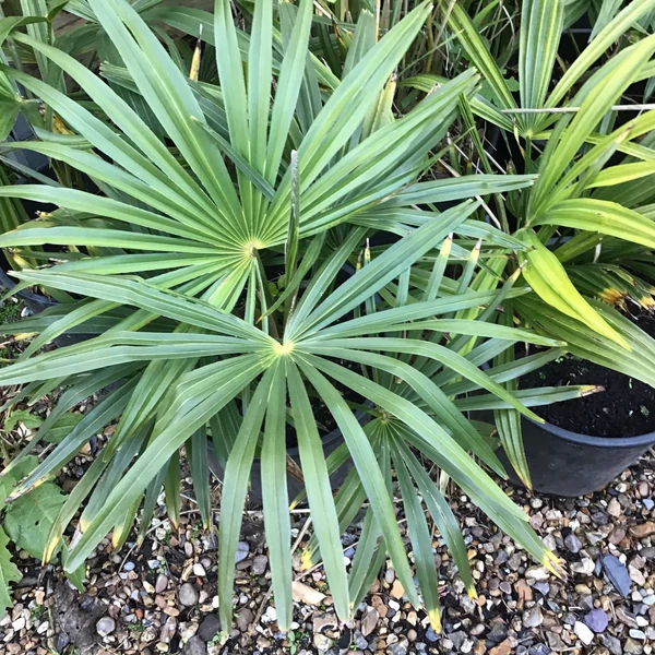 Trachycarpus fortunei - Kínai kenderpálma
