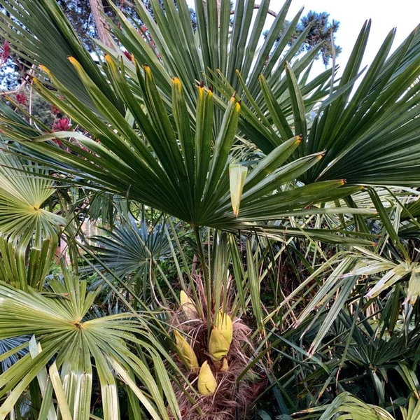 Trachycarpus fortunei - Kínai kenderpálma