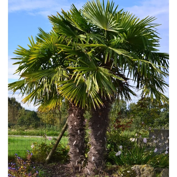 Trachycarpus fortunei - Kínai kenderpálma