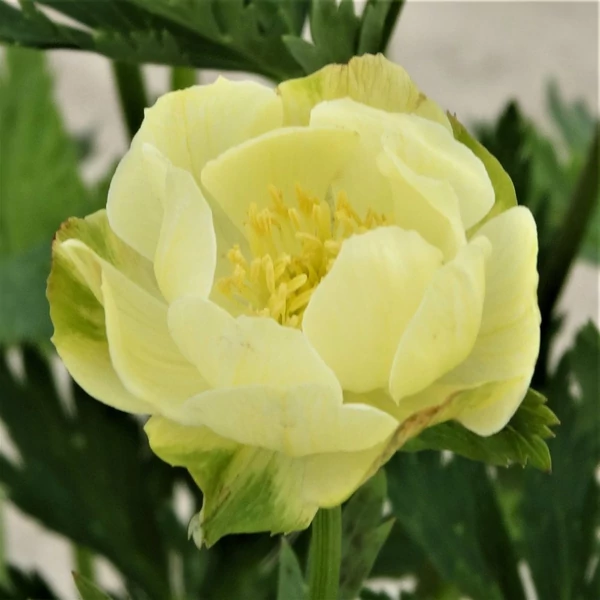 Trollius 'New Moon' - Hibrid zergeboglár