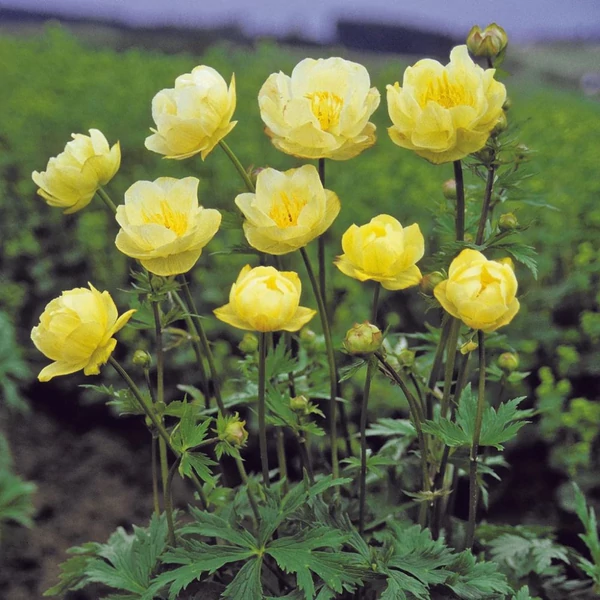 Trollius 'New Moon' - Hibrid zergeboglár