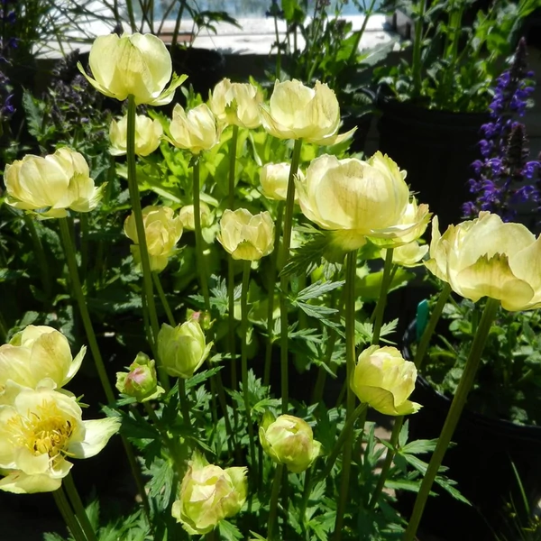 Trollius 'New Moon' - Hibrid zergeboglár