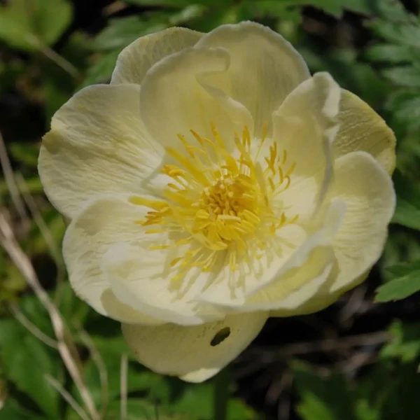 Trollius 'New Moon' - Hibrid zergeboglár