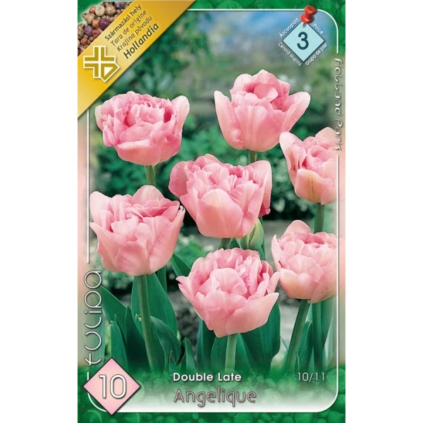 Tulipa 'Angelique' - Teltvirágú tulipán