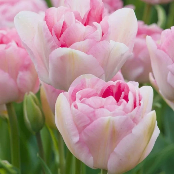 Tulipa 'Angelique' - Teltvirágú tulipán