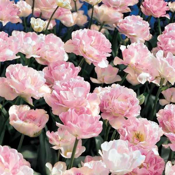 Tulipa 'Angelique' - Teltvirágú tulipán