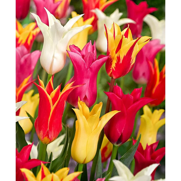 Tulipa - Liliomvirágú tulipán, színkeverék