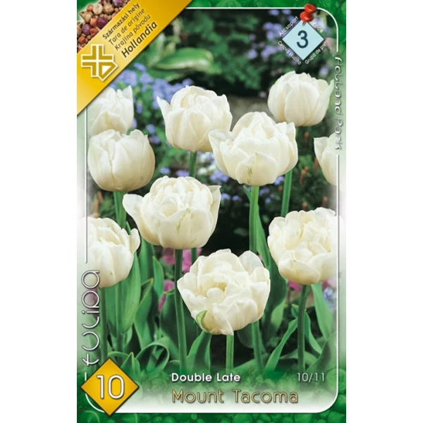 Tulipa 'Mount Tacoma' - Teltvirágú tulipán