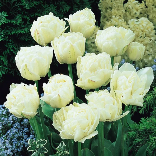 Tulipa 'Mount Tacoma' - Teltvirágú tulipán