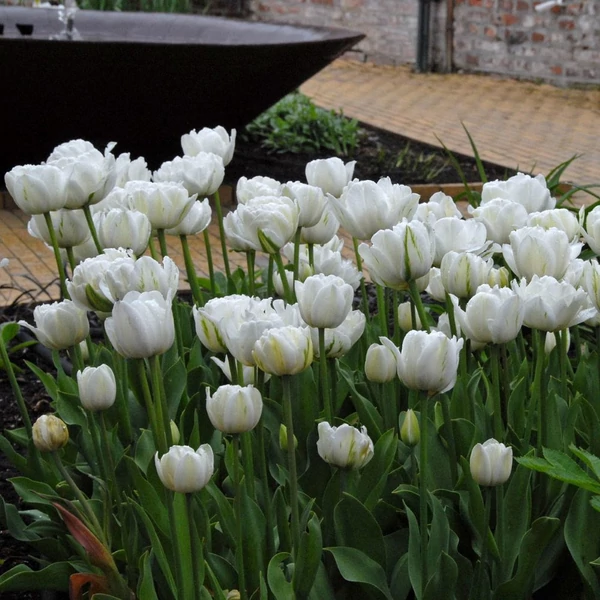 Tulipa 'Mount Tacoma' - Teltvirágú tulipán
