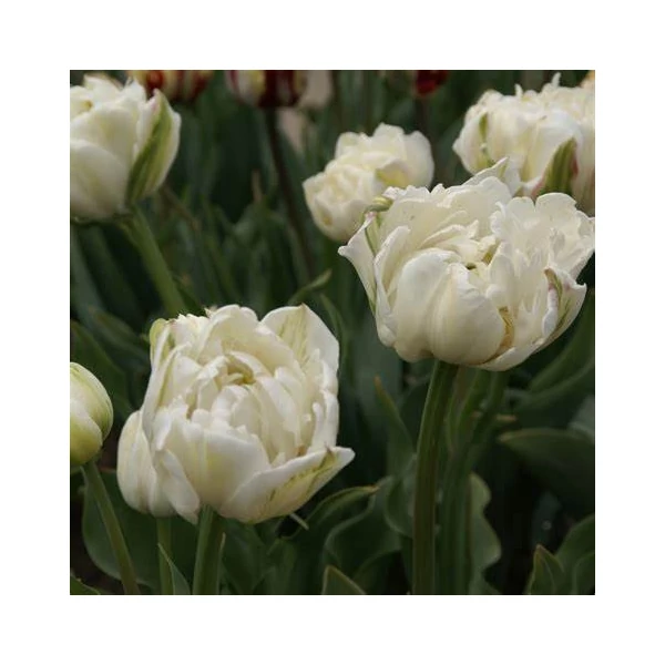 Tulipa 'Mount Tacoma' - Teltvirágú tulipán