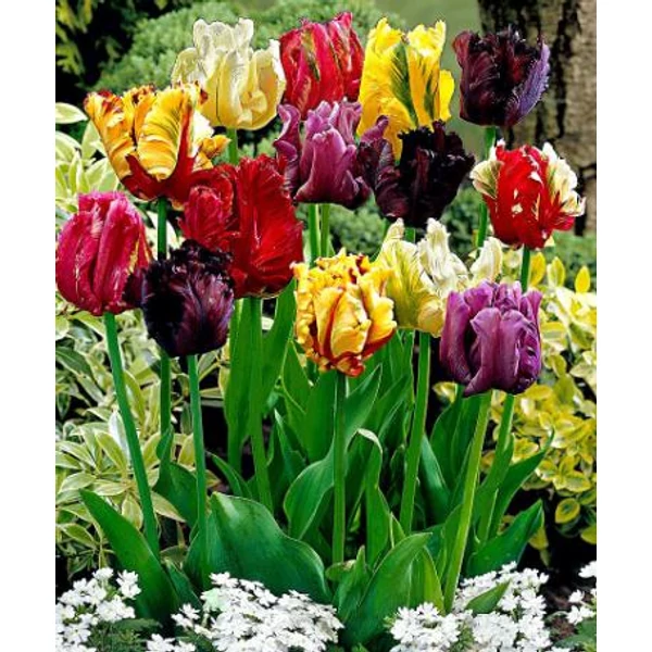 Tulipa - Papagájvirágú tulipán, színkeverék