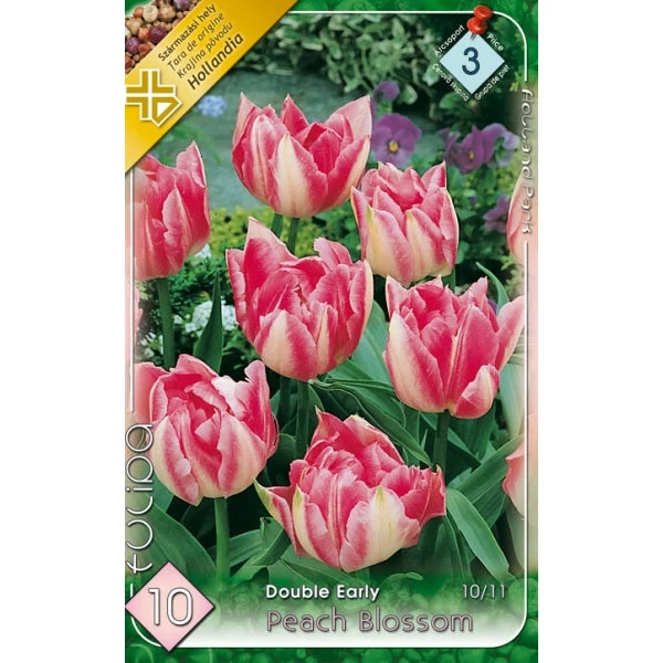 Tulipa 'Peach Blossom' - Teltvirágú tulipán