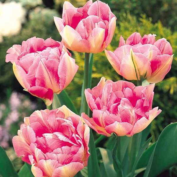 Tulipa 'Peach Blossom' - Teltvirágú tulipán