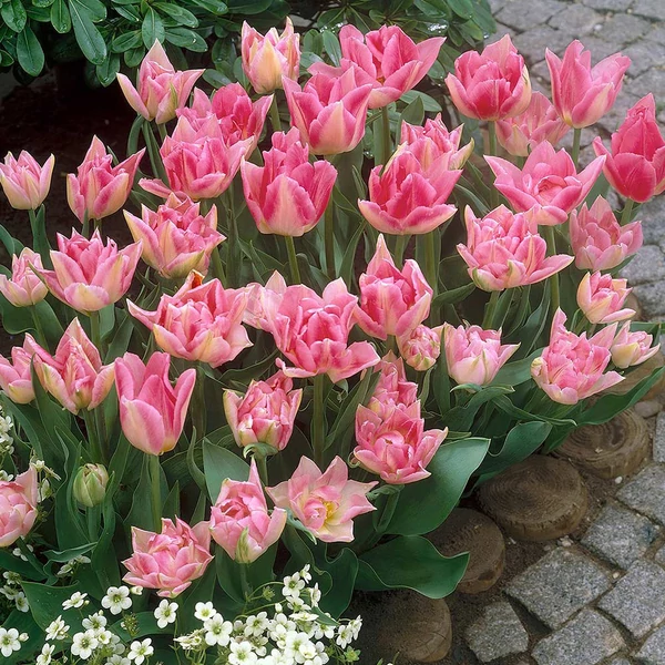 Tulipa 'Peach Blossom' - Teltvirágú tulipán