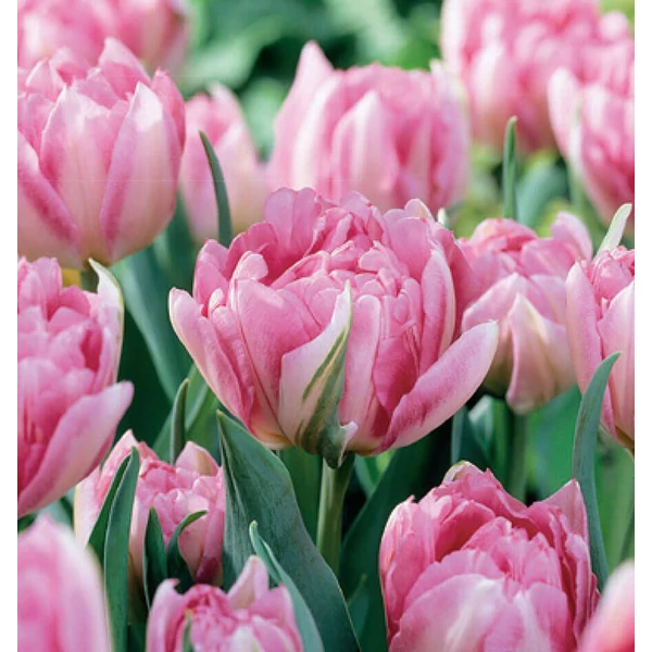 Tulipa 'Peach Blossom' - Teltvirágú tulipán