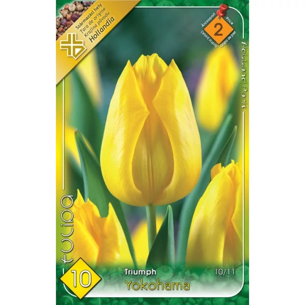 Tulipa 'Yokohama' - Darwin tulipán