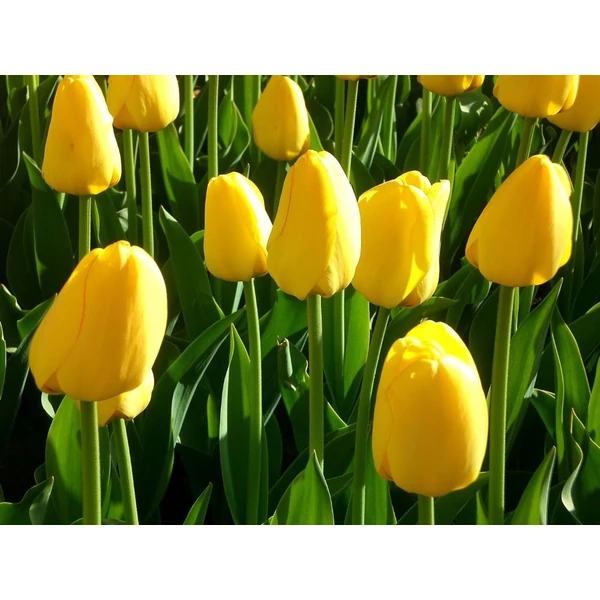 Tulipa 'Yokohama' - Darwin tulipán