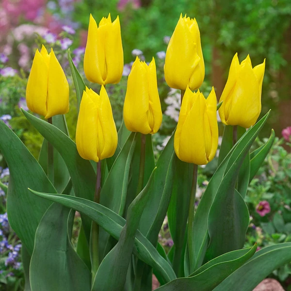 Tulipa 'Yokohama' - Darwin tulipán