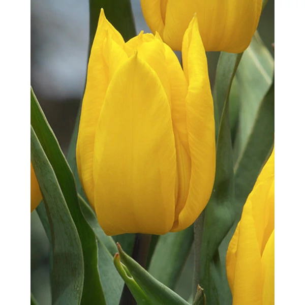 Tulipa 'Yokohama' - Darwin tulipán