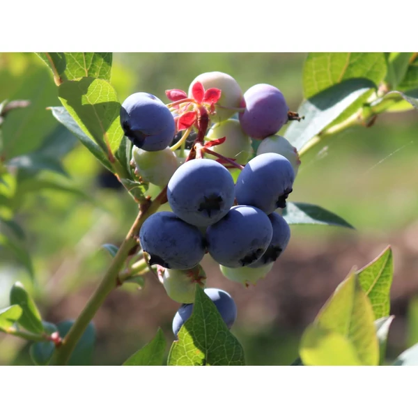 Vaccinium corymbosum 'Bluecrop' - Kék, fürtös áfonya