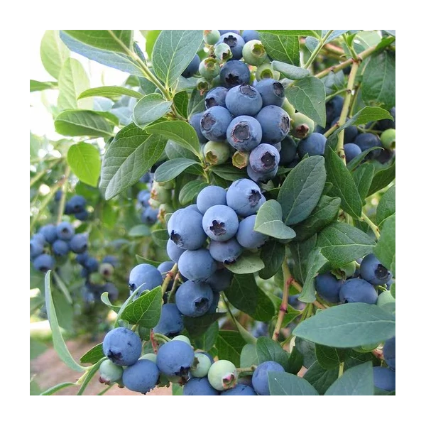 Vaccinium corymbosum 'Bluecrop' - Kék, fürtös áfonya