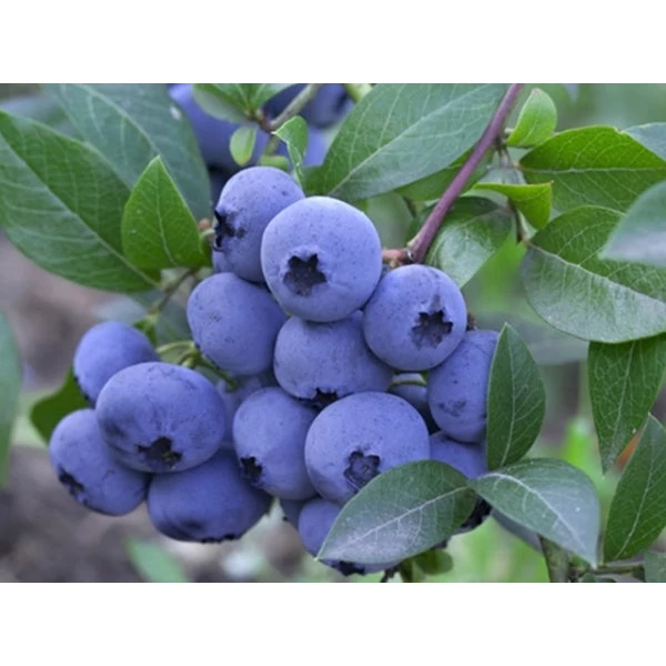 Vaccinium corymbosum 'Bluecrop' - Kék, fürtös áfonya