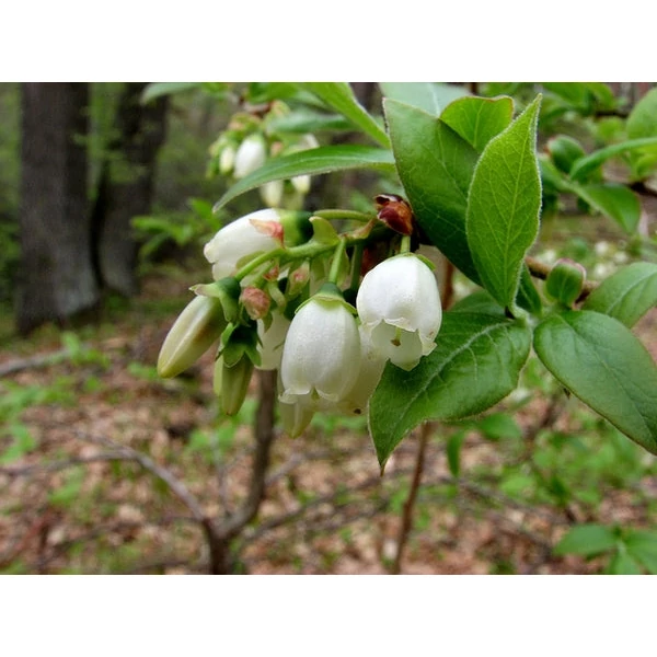 Vaccinium corymbosum 'Bluecrop' - Kék, fürtös áfonya