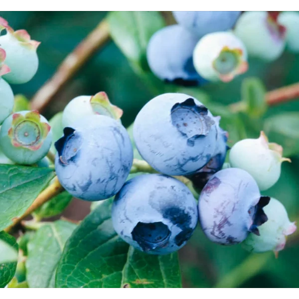 Vaccinium corymbosum 'Duke' - Kék, fürtös áfonya