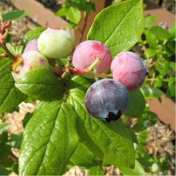 Vaccinium corymbosum 'Duke' - Kék, fürtös áfonya