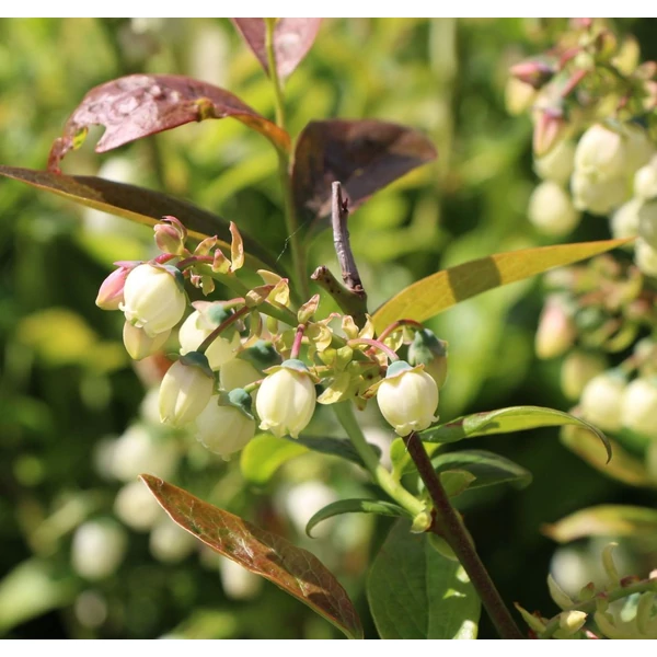 Vaccinium corymbosum 'Duke' - Kék, fürtös áfonya