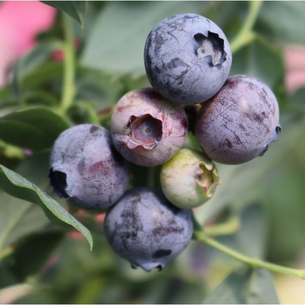 Vaccinium corymbosum 'Elisabeth' - Kék, fürtös áfonya