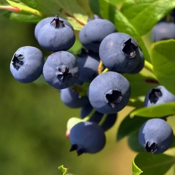Vaccinium corymbosum 'Goldtraube 23' - Kék, fürtös áfonya