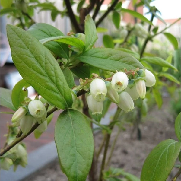 Vaccinium corymbosum 'Goldtraube 23' - Kék, fürtös áfonya