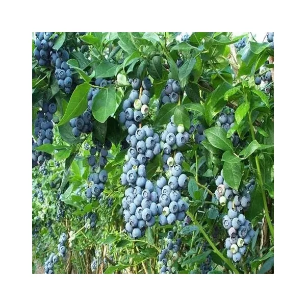 Vaccinium corymbosum 'Jersey' - Kék, fürtös áfonya