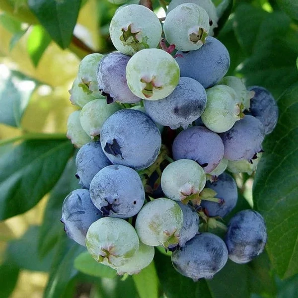 Vaccinium corymbosum 'Jersey' - Kék, fürtös áfonya