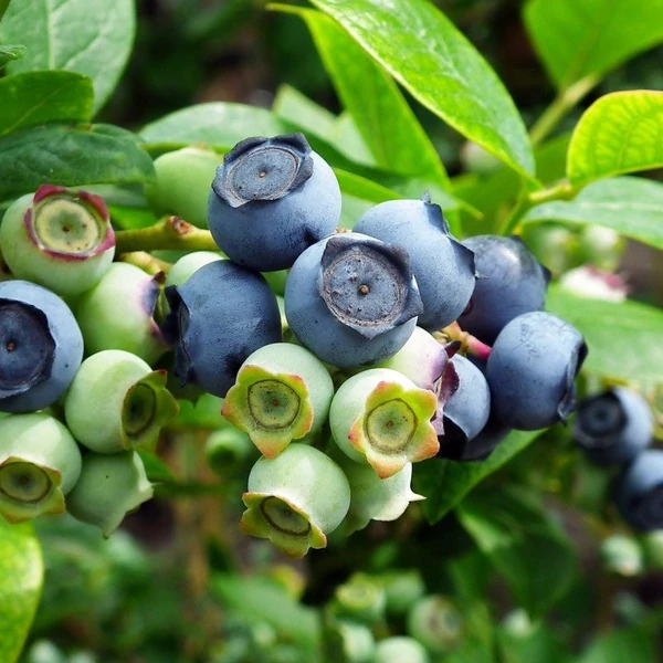 Vaccinium corymbosum 'Jersey' - Kék, fürtös áfonya