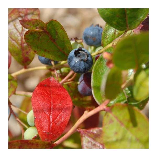 Vaccinium corymbosum 'Jersey' - Kék, fürtös áfonya