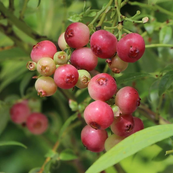 Vaccinium corymbosum 'Pink Lemonade' - Magasbokrú áfonya