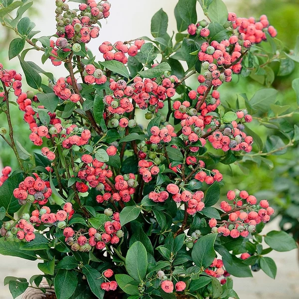 Vaccinium corymbosum 'Pink Lemonade' - Magasbokrú áfonya