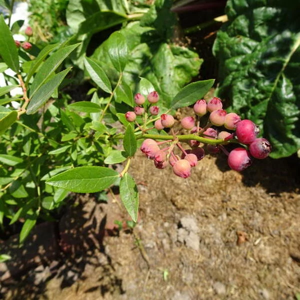 Vaccinium corymbosum 'Pink Lemonade' - Magasbokrú áfonya