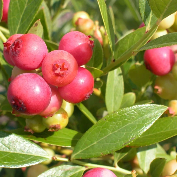 Vaccinium corymbosum 'Pink Lemonade' - Magasbokrú áfonya