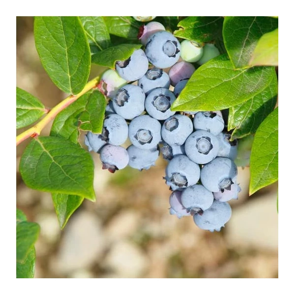 Vaccinium corymbosum 'Toro' - Kék, fürtös áfonya