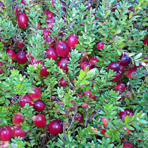 Vaccinium macrocarpon 'Pilgrim' - Tőzegáfonya